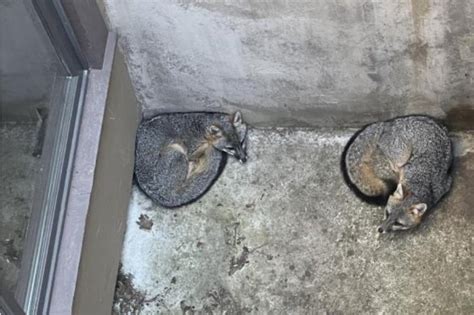 Two gray foxes rescued from deep concrete window well on Peninsula